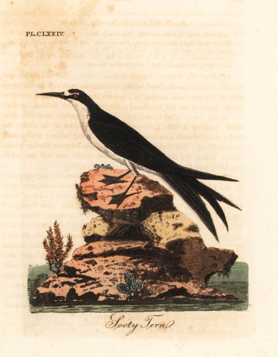 Sterne fuligineuse, Onychoprion fuscatus (Sterna fuliginosa). Gravure à la main en cuivre dessinée et gravée par John Latham de son propre A General History of Birds, Winchester - John Latham
