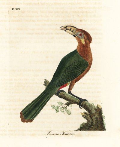 Toucanet à bec tacheté, Selenidera maculirostris, femelle. Gravure à la main par John Latham de son propre A General History of Birds - John Latham