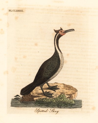 Cormoran tacheté ou parekareka, Phalacrocorax punctatus. Gravure à la main en cuivre dessinée et gravée par John Latham de son propre A General History of Birds, Winchester - John Latham