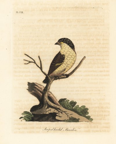 Pardalote strié, Pardalotus striatus. Gravure à la main par John Latham de son propre A General History of Birds - John Latham