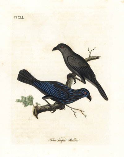 Étourneau strié, Aplonis striata. Gravure à la main par John Latham de son propre A General History of Birds, Winchester - John Latham
