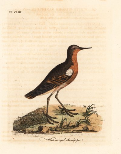 Bécasseau de Tahiti, Prosobonia leucoptera. Éteint. (Bécasseau à ailes blanches, Tringa leucoptera.) Gravure à la main en couleur dessinée et gravée par John Latham de son propre A General History of Birds, Winchester - John Latham