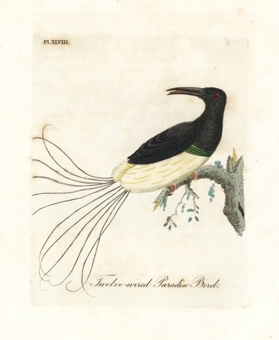 Oiseau de paradis à douze fils, Seleucidis melanoleucus (Paradisea nigricans). Gravure à la main en couleur par John Latham de son propre A General History of Birds, Winchester - John Latham