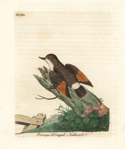 Sittelle variée, Daphoenositta chrysoptera (Sittelle à ailes orange, Sitta chrysoptera). Gravure à la main en cuivre dessinée et gravée par John Latham de son propre A General History of Birds, Winchester - John Latham