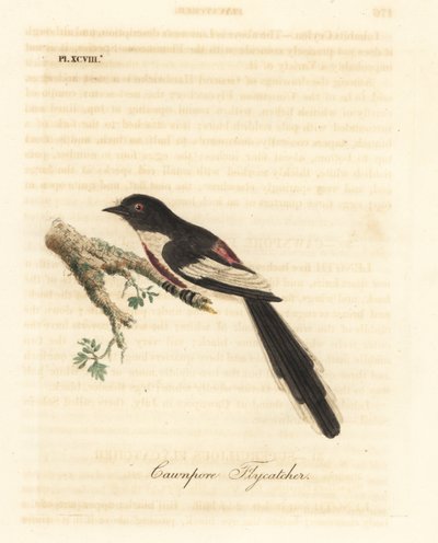 Minivet à ventre blanc, Pericrocotus erythropygius (Gobemouche de Cawnpore). Inde. Gravure sur cuivre coloriée à la main dessinée et gravée par John Latham de son propre A General History of Birds, Winchester - John Latham