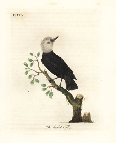 Tyran des marais à tête blanche, Arundinicola leucocephala (Todier à tête blanche, Todus leucocephalus). Gravure à la main en cuivre dessinée et gravée par John Latham de son propre A General History of Birds, Winchester - John Latham