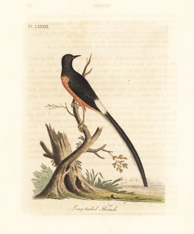 Shama à croupion blanc, Copsychus malabaricus macrourus. Gravure à la main par John Latham de son propre A General History of Birds, Winchester - John Latham
