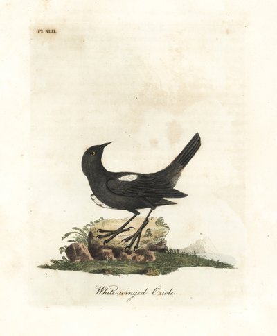 Tangara à épaules blanches, Tachyphonus luctuosus (Oriole à ailes blanches, Oriolus leucopterus). Gravure à la main en couleur par John Latham de son propre A General History of Birds, Winchester - John Latham