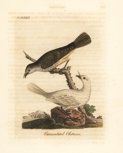 Bellbird blanc, Procnias albus, mâle et femelle (Jacasseur caronculé, Ampelis carunculata). Gravure sur cuivre coloriée à la main dessinée et gravée par John Latham de son propre A General History of Birds, Winchester - John Latham