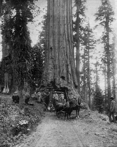 Grand arbre (séquoia) : le "wawona" dans le Mariposa Grove en Californie - John Lawson Stoddard