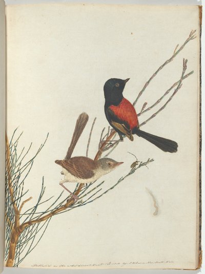 Paruline Écarlate et Noire - John William Lewin