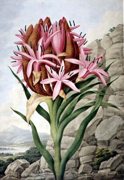Lys de Lance (Doryanthes excelsa) - John Lindley