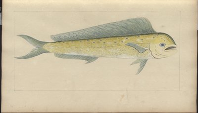 Dessins de Lindsay Vol. VII - John Lindsay