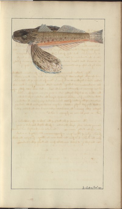 Dessins de Lindsay Vol. VII - John Lindsay