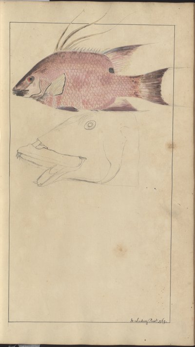 Dessins de Lindsay Vol. VII - John Lindsay
