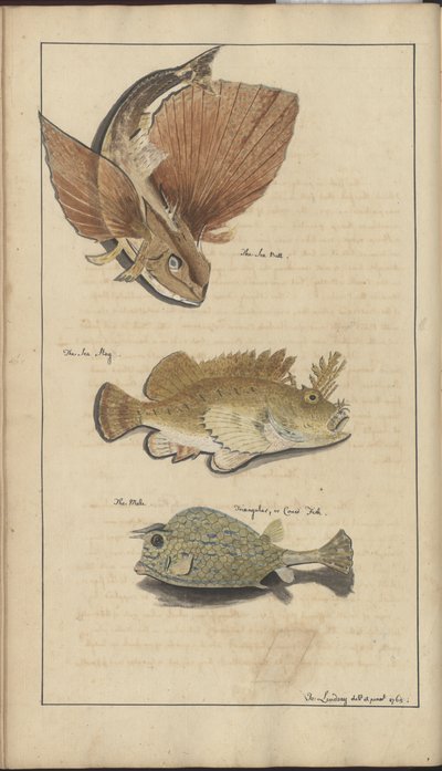 Dessins de Lindsay Vol. VII - John Lindsay