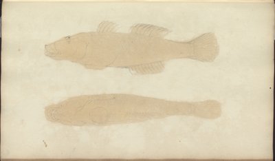 Dessins de Lindsay Vol. VII, 21 - John Lindsay