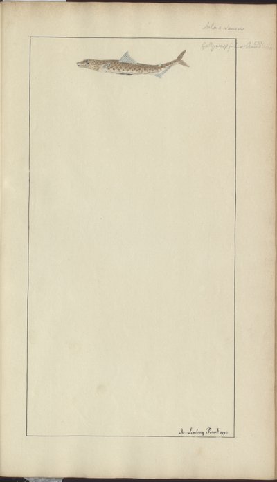 Dessins de Lindsay Vol. VII, 23 - John Lindsay