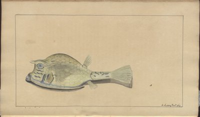 Dessins de Lindsay Vol. VII, 25 - John Lindsay