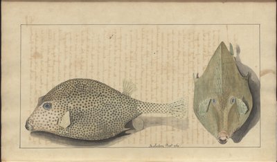 Dessins de Lindsay Vol. VII, 26 - John Lindsay