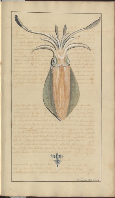 Dessins de Lindsay Vol. VII, 29 - John Lindsay
