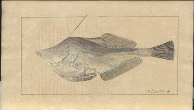Dessins de Lindsay Vol. VII, 7 - John Lindsay