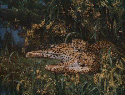 Léopards indiens, fin 19ème-début 20ème siècle, vers 1930 - John Macallan Swan