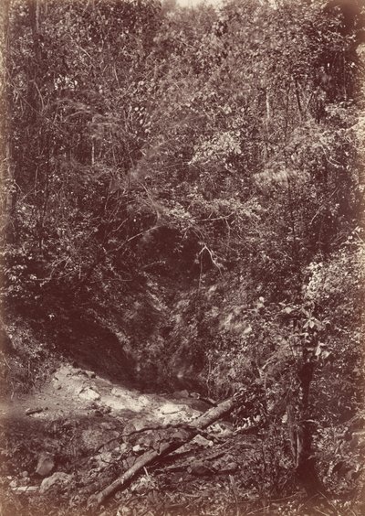Darien Expedition,1871 (photo) - John Moran
