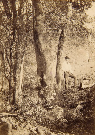 Ruisseau Tacony, peuplier de Magnolia - John Moran
