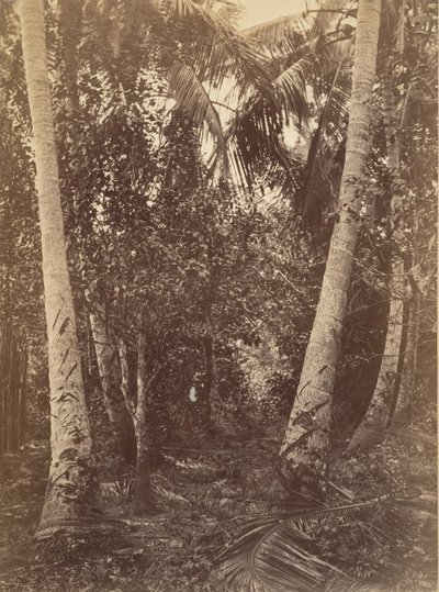 Paysage tropical, forêt près de Turbo - John Moran