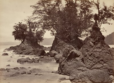 Paysage tropical, baie de Limon - marée basse, 1871 - John Moran