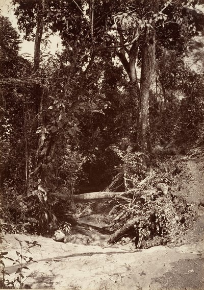 Paysage tropical, Le Ruisseau El Bano, Chipigana, 1871 - John Moran