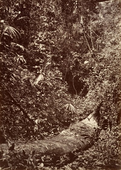 Paysage tropical, forêt tropicale - John Moran