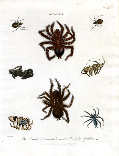 ARANEA : Avicularia ; Araignées tarentules et Aculeata - John Pass