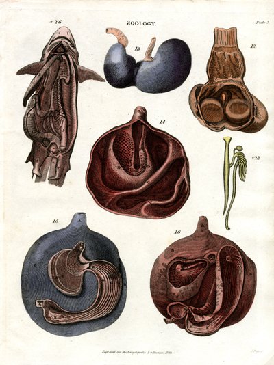 Illustrations anatomiques des organes internes (planche 7) - John Pass