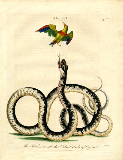 Anguis : Serpent Jaculus et oiseau coloré - John Pass