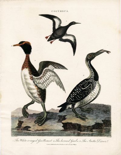 Oiseaux de mer arctiques du genre Colymbus - John Pass