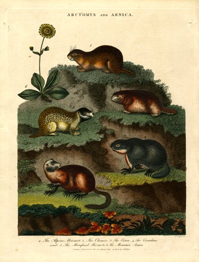 Arctomys et Arnica (Marmottes et Arnica) - John Pass