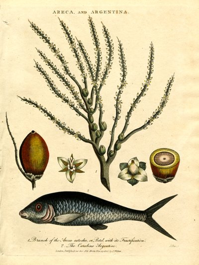 Palmier Areca et Carolina Argentine - John Pass