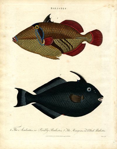 Balistes : Poisson-griffon - John Pass