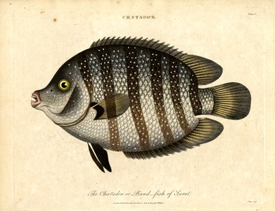 Poisson-bande de Surat - John Pass