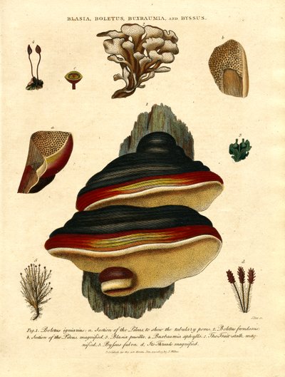 Blasia;Boletus;Buxbaumia;et Byssus - John Pass