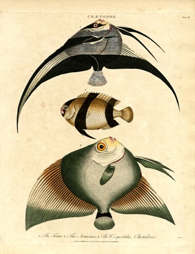 Poisson-papillon : Freira ; Acuauna et Vespertilio - John Pass