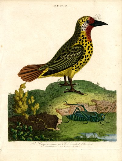 Barbet de Cayenne (Bucco) - John Pass