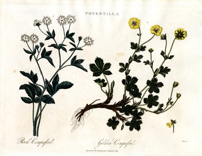Espèce de quintefeuille - John Pass