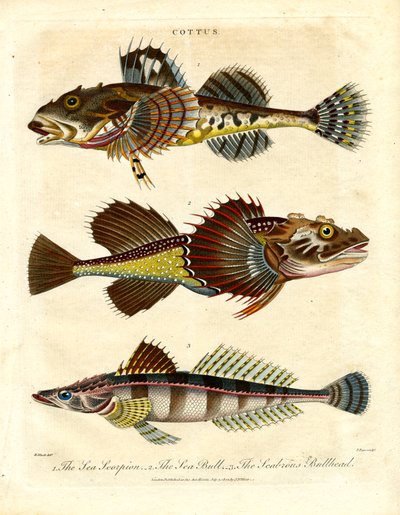 Cottus - Chabots et scorpions de mer - John Pass