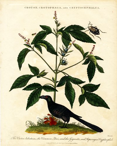 Croton;Crotophaga;et Cryptocephalus - John Pass