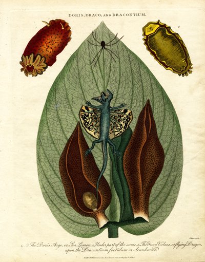Doris;Draco;et Dracontium - John Pass