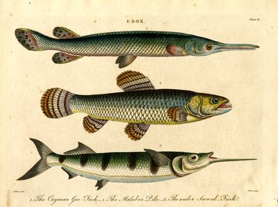 Esox : Espèces de brochets et d