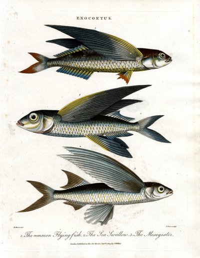 Exocoetus : Poisson volant - John Pass